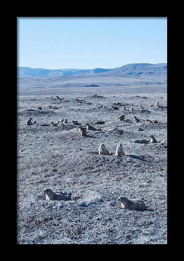 Prairie Dog Colony Emergence