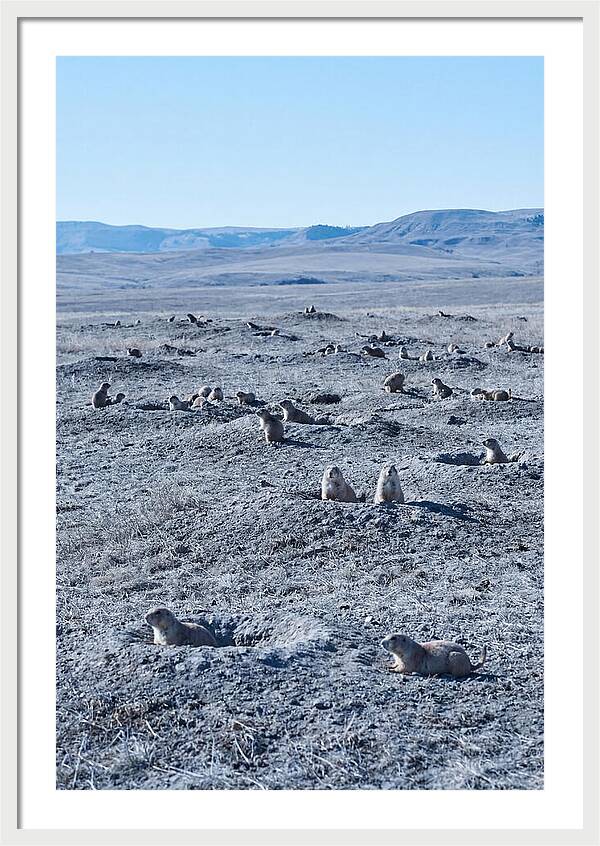 Prairie Dog Colony Emergence