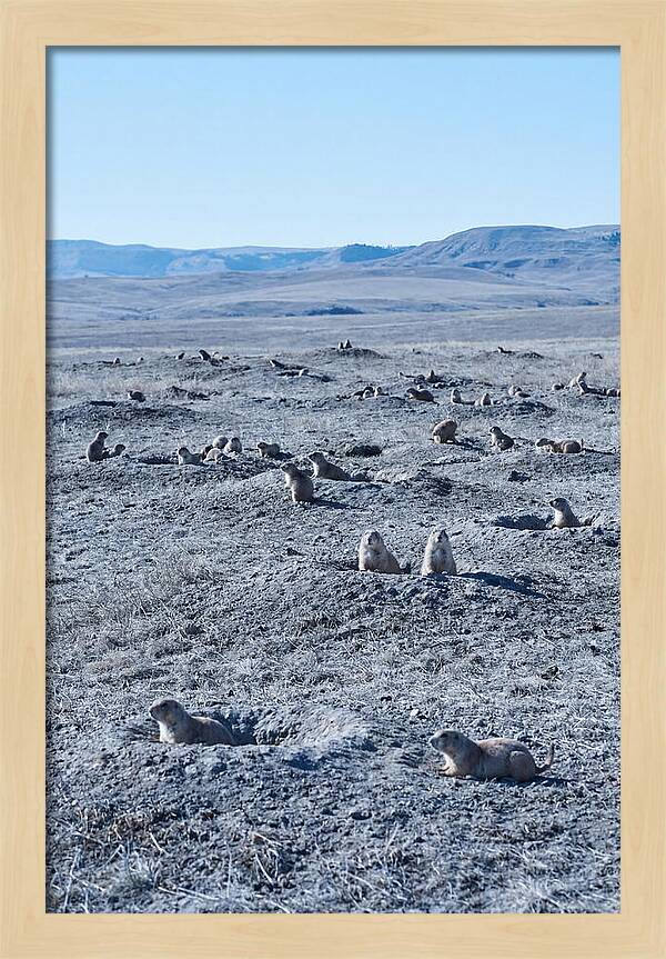Prairie Dog Colony Emergence
