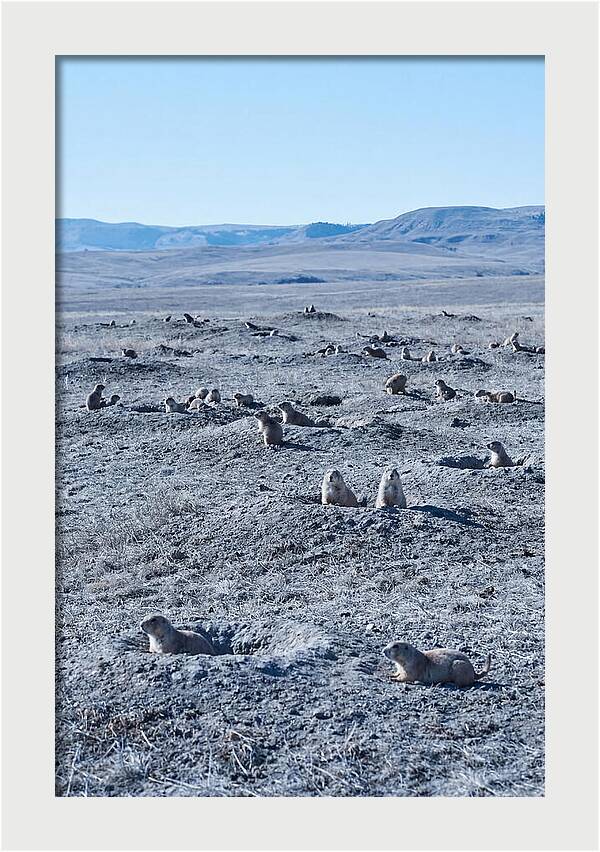 Prairie Dog Colony Emergence