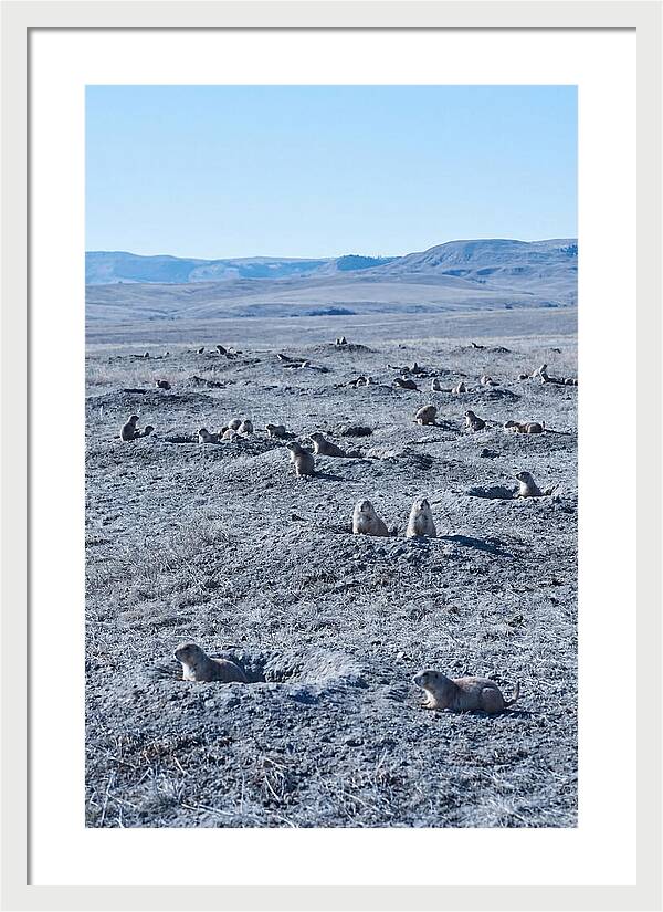 Prairie Dog Colony Emergence