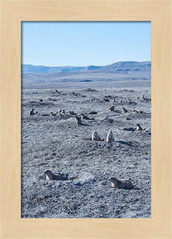 Prairie Dog Colony Emergence