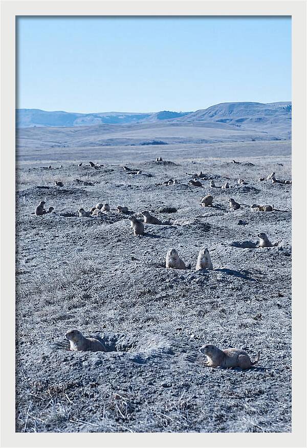 Prairie Dog Colony Emergence