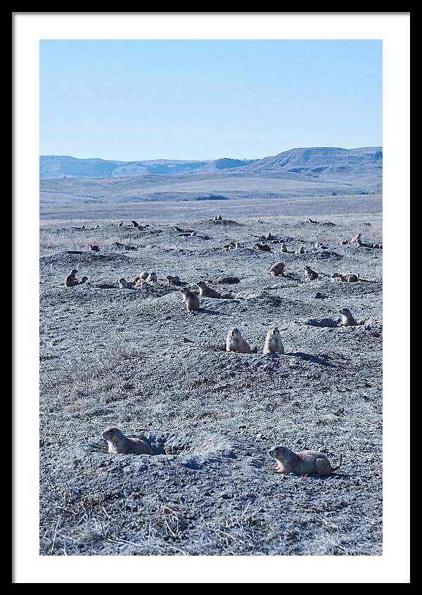 Prairie Dog Colony Emergence