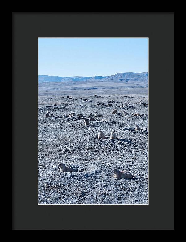Prairie Dog Colony Emergence