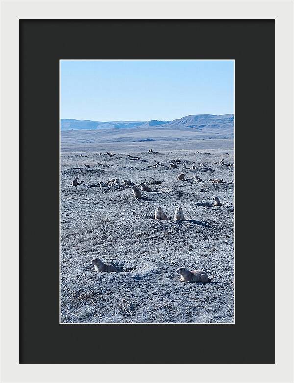 Prairie Dog Colony Emergence