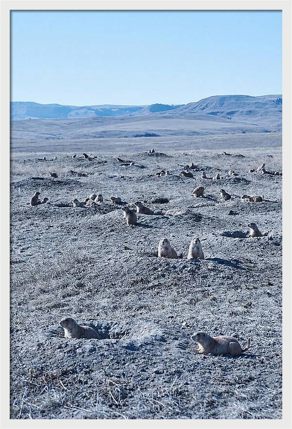Prairie Dog Colony Emergence