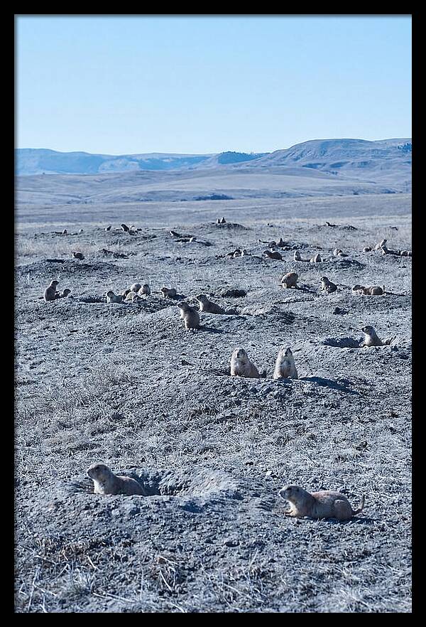 Prairie Dog Colony Emergence