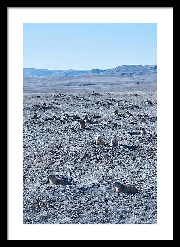Prairie Dog Colony Emergence