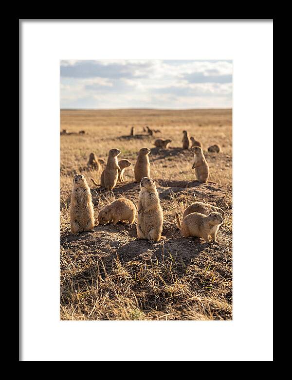 Prairie Dog Colony Standing Alert