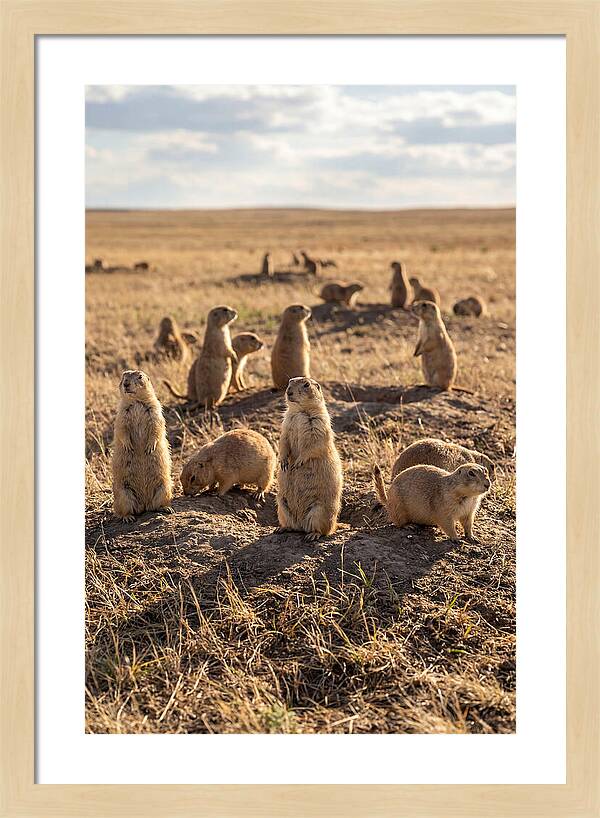 Prairie Dog Colony Standing Alert