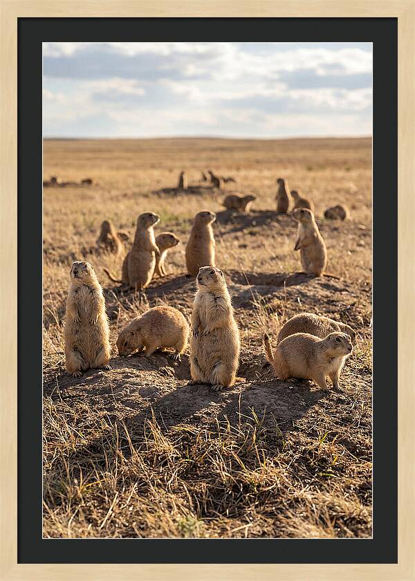 Prairie Dog Colony Standing Alert