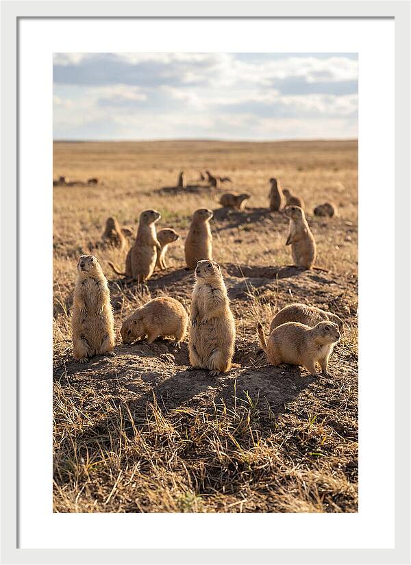 Prairie Dog Colony Standing Alert