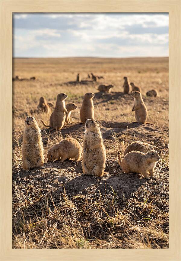 Prairie Dog Colony Standing Alert
