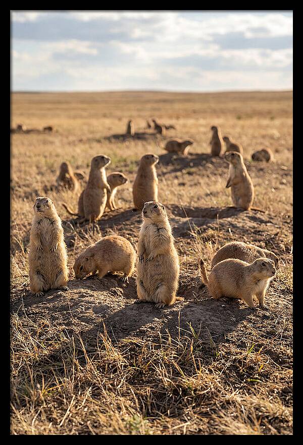 Prairie Dog Colony Standing Alert