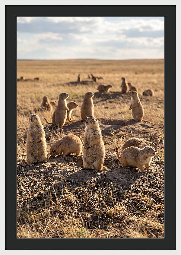 Prairie Dog Colony Standing Alert