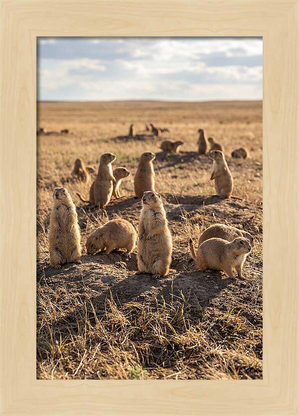 Prairie Dog Colony Standing Alert
