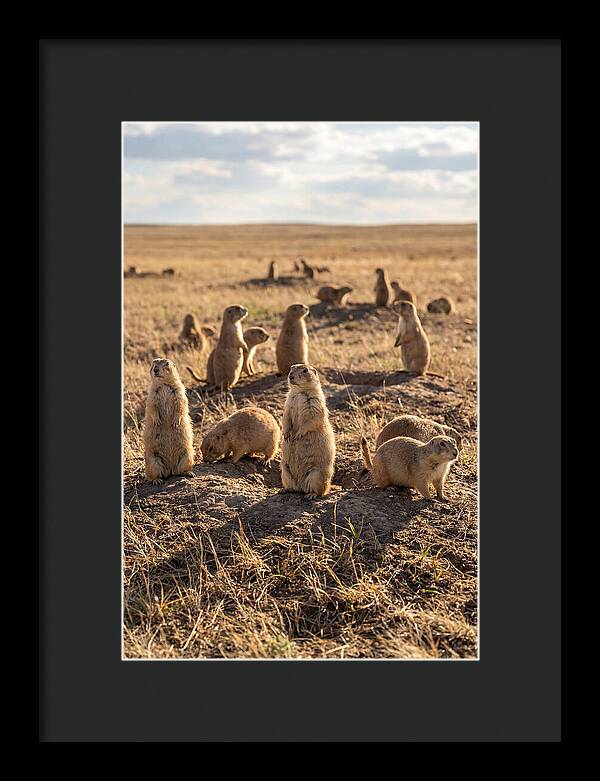 Prairie Dog Colony Standing Alert