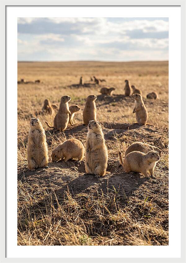 Prairie Dog Colony Standing Alert