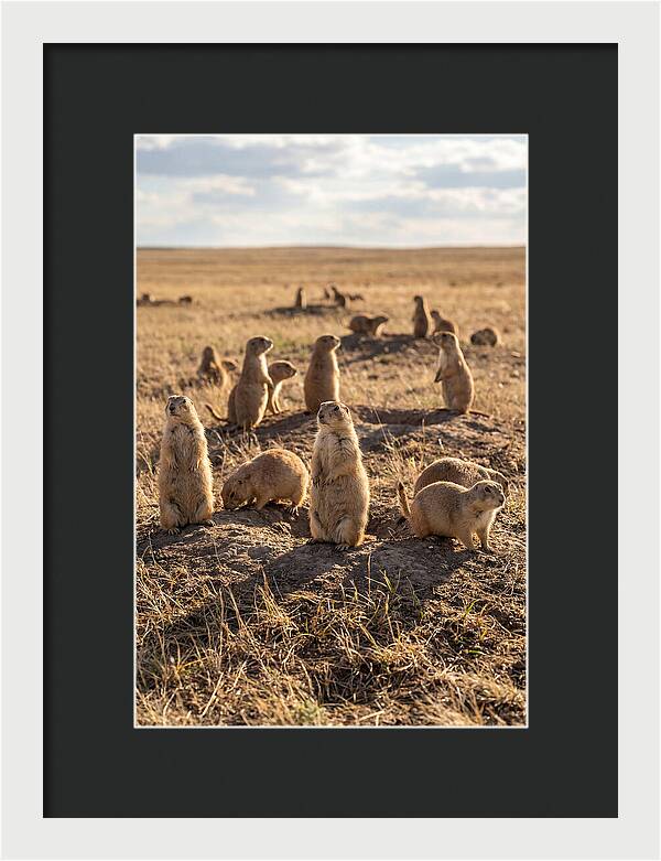 Prairie Dog Colony Standing Alert