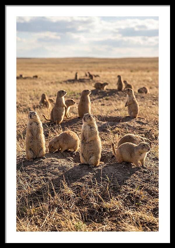 Prairie Dog Colony Standing Alert