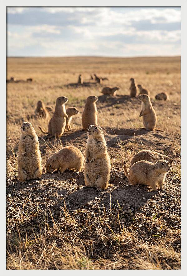 Prairie Dog Colony Standing Alert
