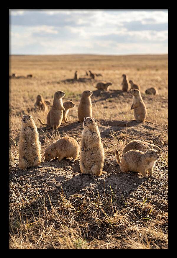 Prairie Dog Colony Standing Alert