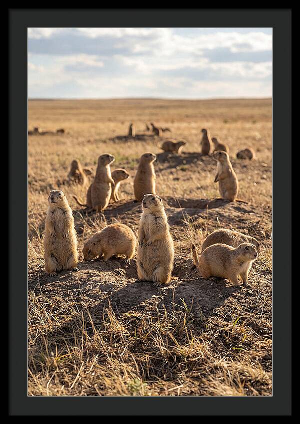Prairie Dog Colony Standing Alert
