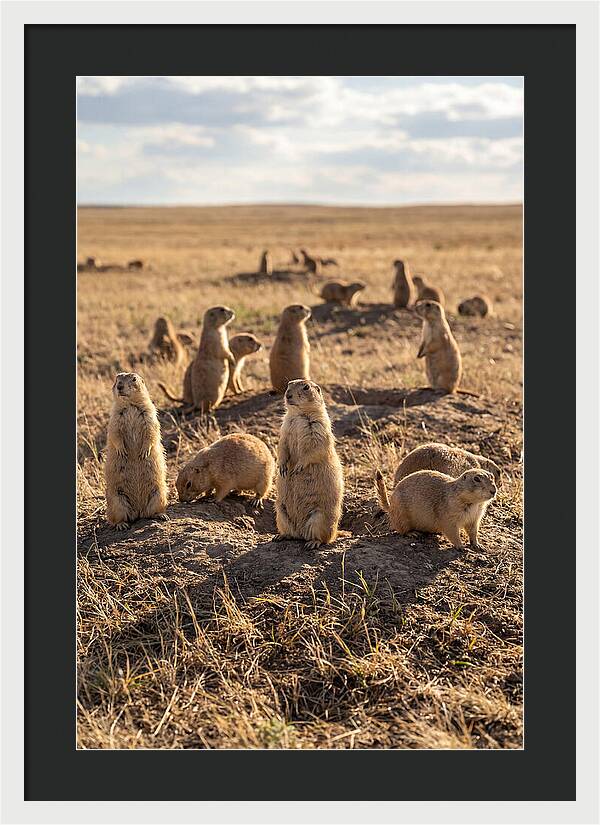 Prairie Dog Colony Standing Alert