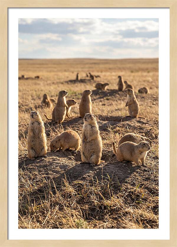 Prairie Dog Colony Standing Alert