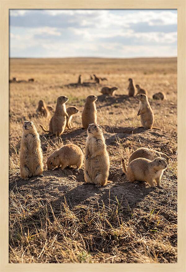 Prairie Dog Colony Standing Alert