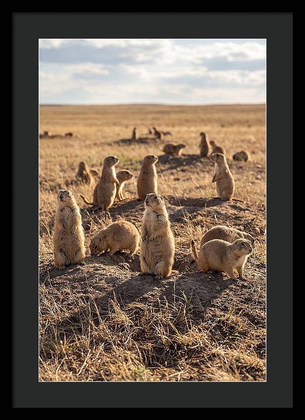 Prairie Dog Colony Standing Alert