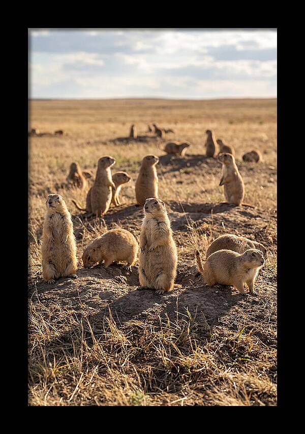 Prairie Dog Colony Standing Alert