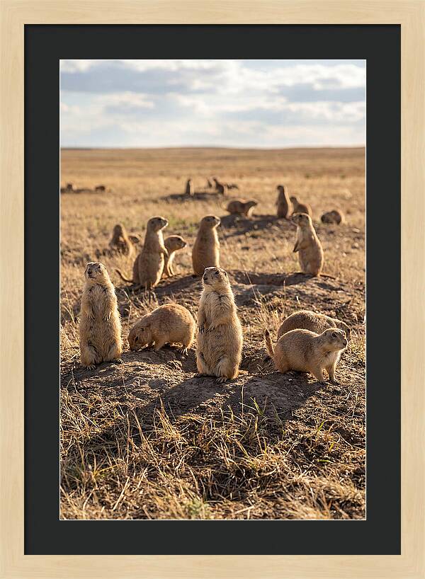 Prairie Dog Colony Standing Alert