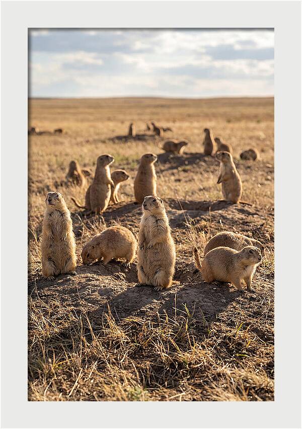 Prairie Dog Colony Standing Alert