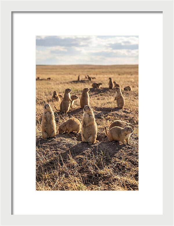 Prairie Dog Colony Standing Alert