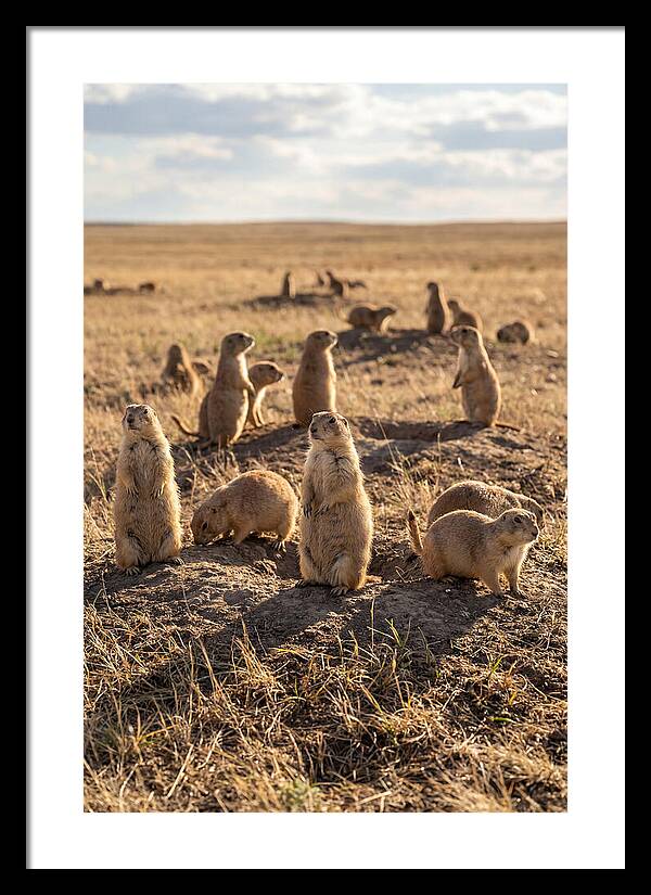 Prairie Dog Colony Standing Alert
