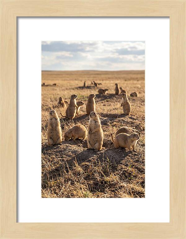 Prairie Dog Colony Standing Alert