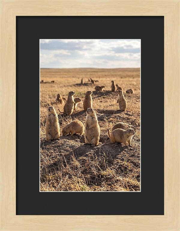 Prairie Dog Colony Standing Alert