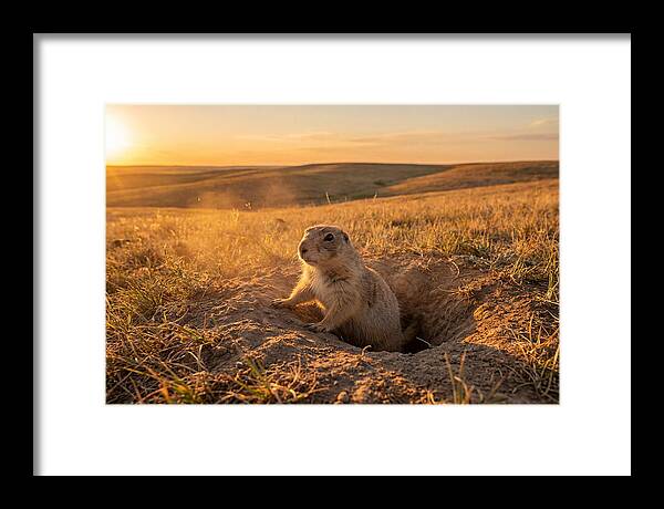 Prairie Dog Pup At Sunset