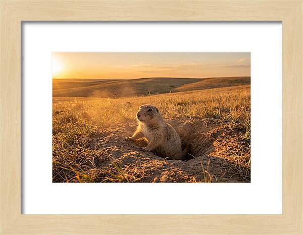 Prairie Dog Pup At Sunset