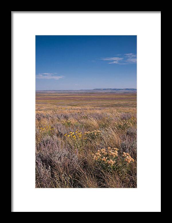 Prairie Wildflowers Swaying In Warm Breeze
