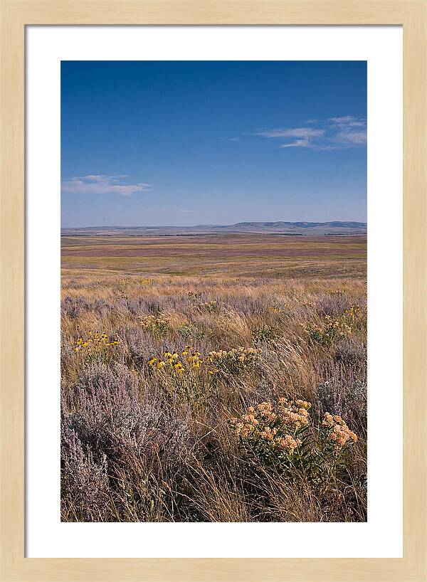 Prairie Wildflowers Swaying In Warm Breeze