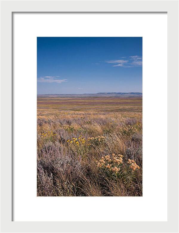 Prairie Wildflowers Swaying In Warm Breeze