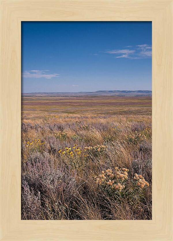Prairie Wildflowers Swaying In Warm Breeze