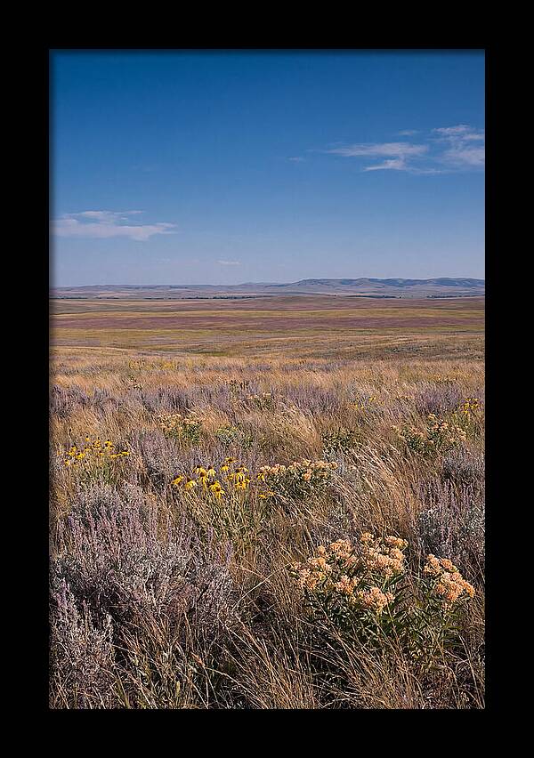 Prairie Wildflowers Swaying In Warm Breeze