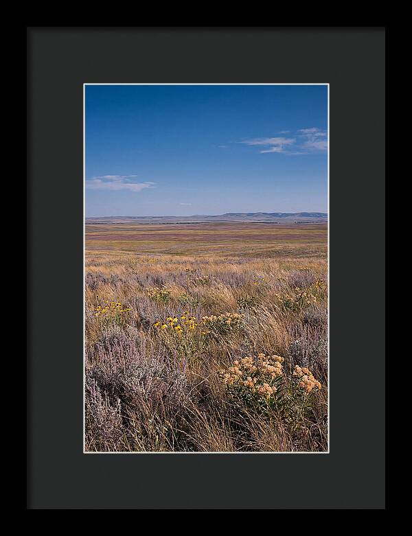 Prairie Wildflowers Swaying In Warm Breeze
