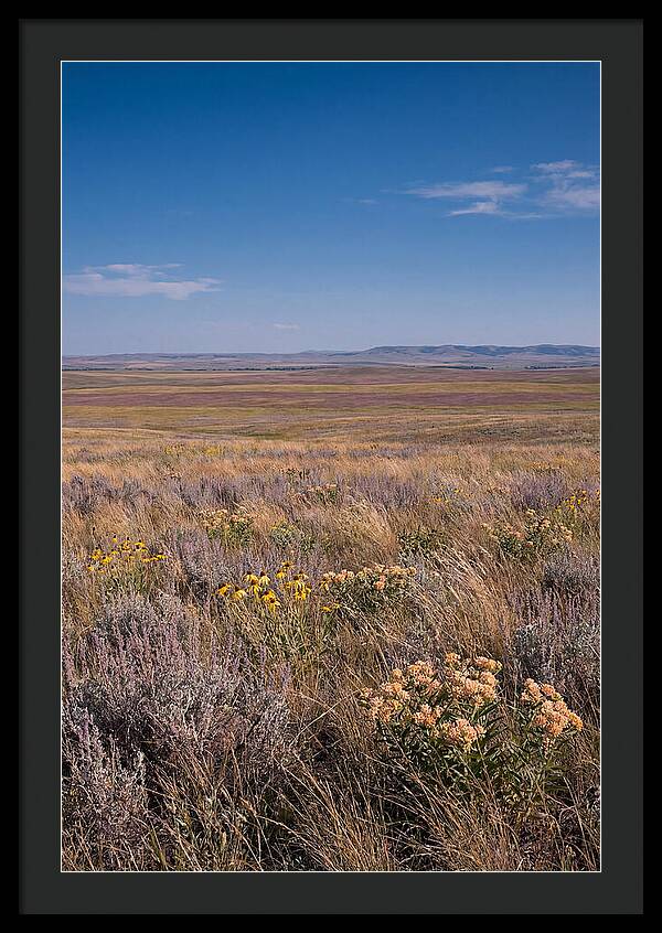 Prairie Wildflowers Swaying In Warm Breeze
