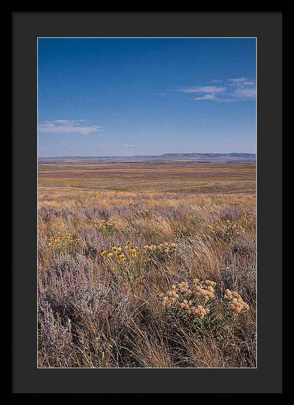 Prairie Wildflowers Swaying In Warm Breeze