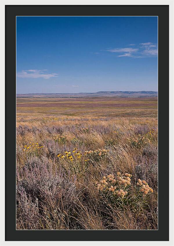 Prairie Wildflowers Swaying In Warm Breeze